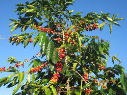 The Coffee Tree | Where Coffee Really Comes From
