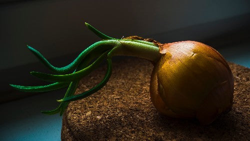 The Brothers Karamazov Story of the Onion